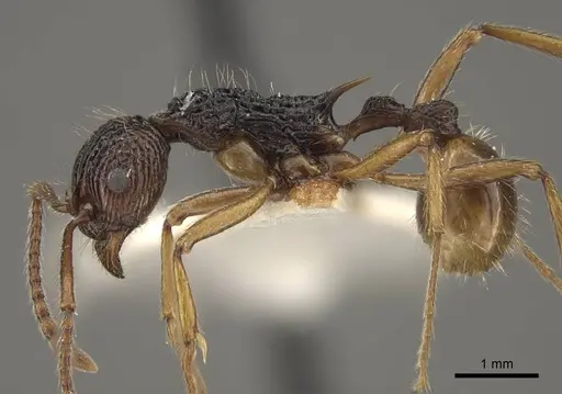 Myrmica sinensis - CASENT0917725