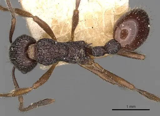 Myrmica smythiesii specimen