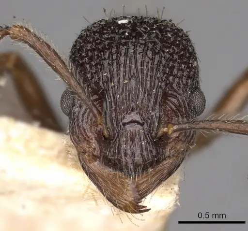 Myrmica smythiesii specimen