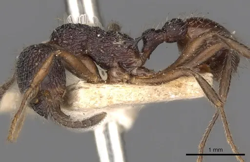 Myrmica smythiesii specimen