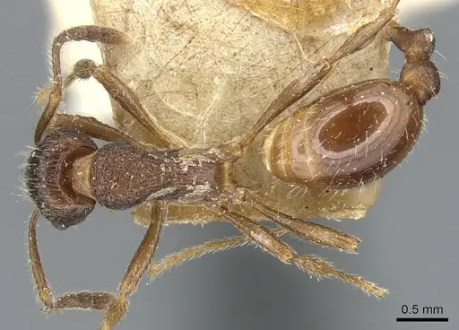 Myrmica smythiesii - CASENT0904089