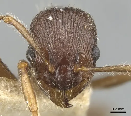 Myrmica smythiesii - CASENT0904089