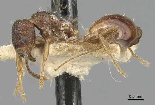 Myrmica smythiesii - CASENT0904089