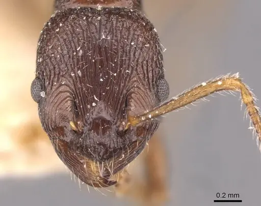 Myrmica smythiesii - CASENT0907657