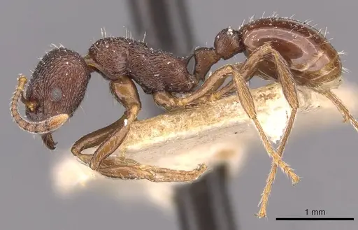 Myrmica smythiesii - CASENT0907657