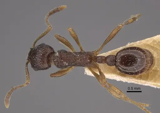 Myrmica smythiesii - CASENT0917747