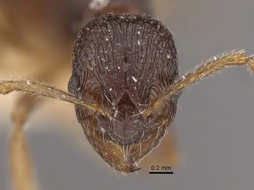 Myrmica smythiesii - CASENT0917747