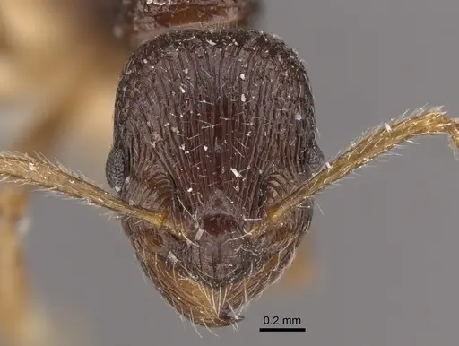 Myrmica smythiesii - CASENT0917747