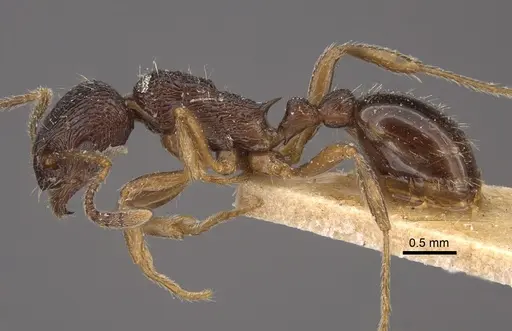 Myrmica smythiesii - CASENT0917747
