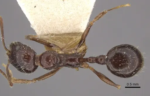 Myrmica smythiesii - CASENT0917751