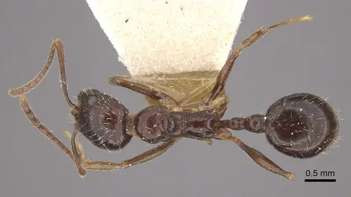 Myrmica smythiesii - CASENT0917751