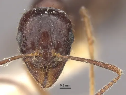 Myrmica smythiesii - CASENT0917751