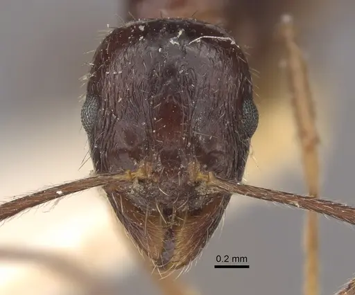 Myrmica smythiesii - CASENT0917751