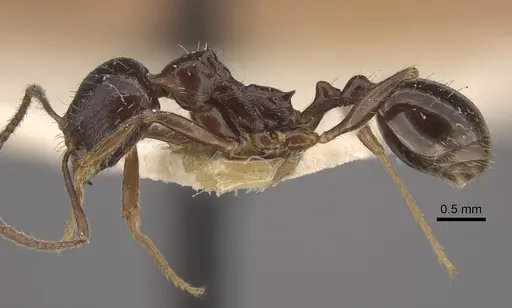 Myrmica smythiesii - CASENT0917751