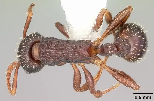 Myrmica spatulata specimen