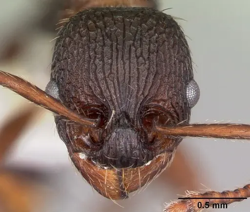 Myrmica spatulata specimen