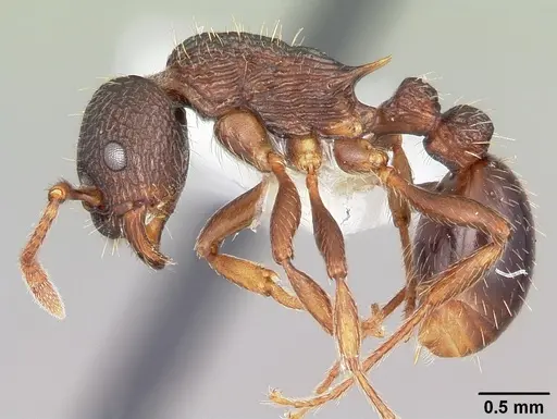 Myrmica spatulata specimen