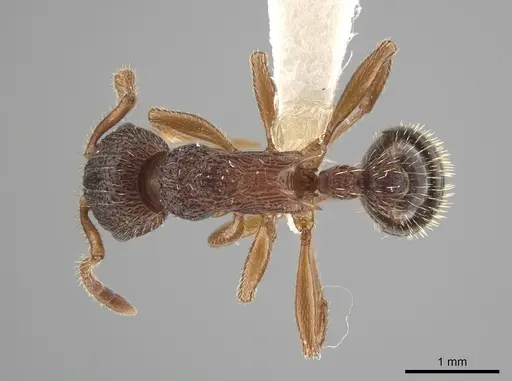 Myrmica spatulata - CASENT0651729