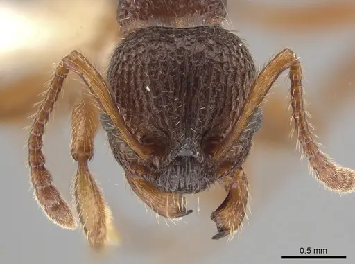 Myrmica spatulata - CASENT0651729