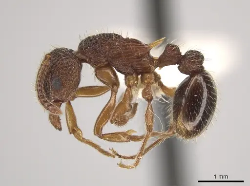 Myrmica spatulata - CASENT0651729
