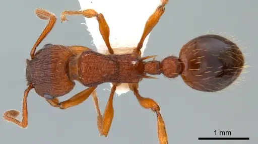 Myrmica specioides specimen