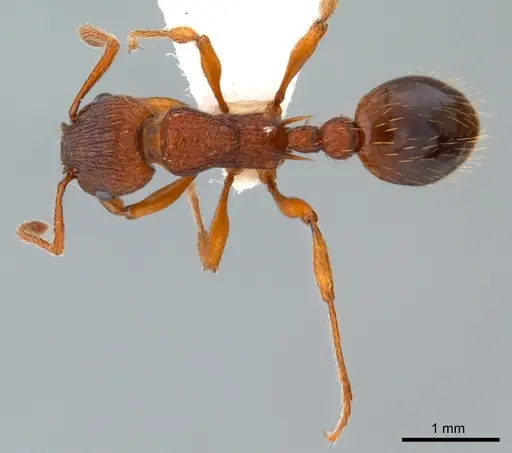 Myrmica specioides specimen