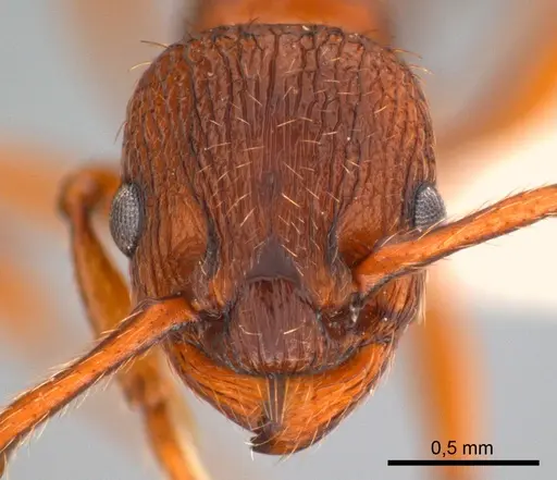 Myrmica specioides specimen