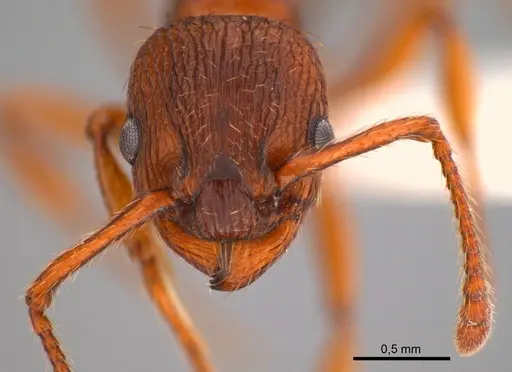 Myrmica specioides - ANTWEB1008079