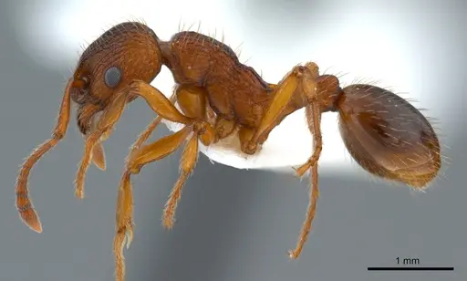 Myrmica specioides - ANTWEB1008079