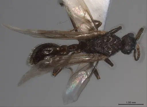 Myrmica specioides - ANTWEB1008450