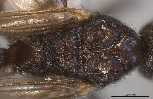 Myrmica specioides - ANTWEB1008450