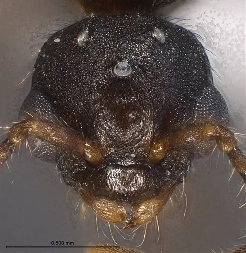 Myrmica specioides - ANTWEB1008450