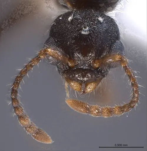 Myrmica specioides - ANTWEB1008450