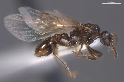 Myrmica specioides - ANTWEB1008450