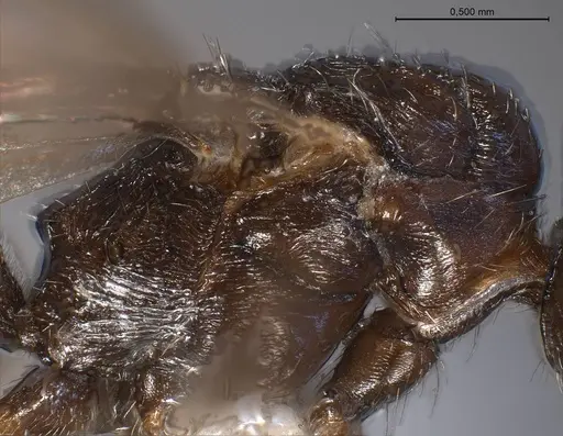 Myrmica specioides - ANTWEB1008450