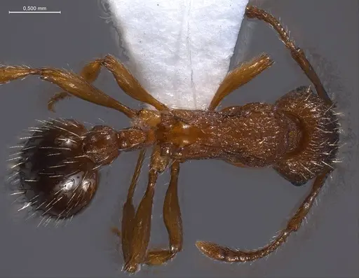 Myrmica specioides - ANTWEB1008451