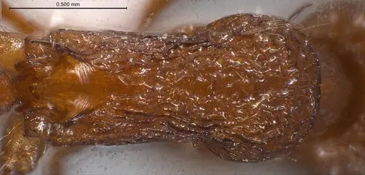 Myrmica specioides - ANTWEB1008451