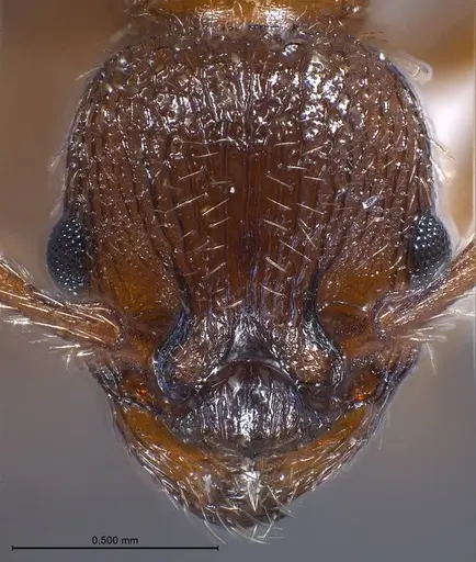 Myrmica specioides - ANTWEB1008451