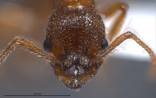 Myrmica specioides - ANTWEB1008451