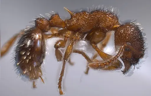 Myrmica specioides - ANTWEB1008451