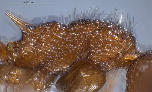 Myrmica specioides - ANTWEB1008451