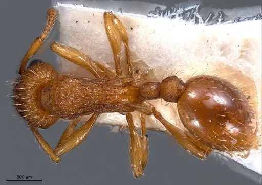 Myrmica specioides - ANTWEB1008458