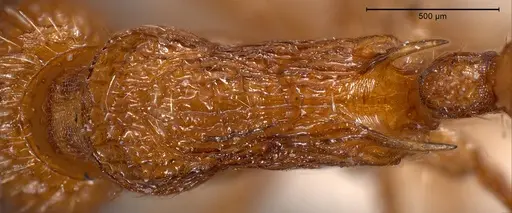 Myrmica specioides - ANTWEB1008458