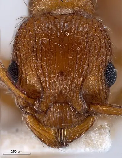 Myrmica specioides - ANTWEB1008458