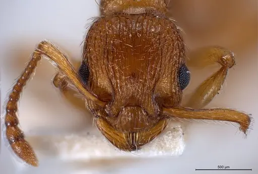 Myrmica specioides - ANTWEB1008458