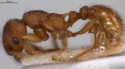 Myrmica specioides - ANTWEB1008458