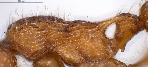 Myrmica specioides - ANTWEB1008458