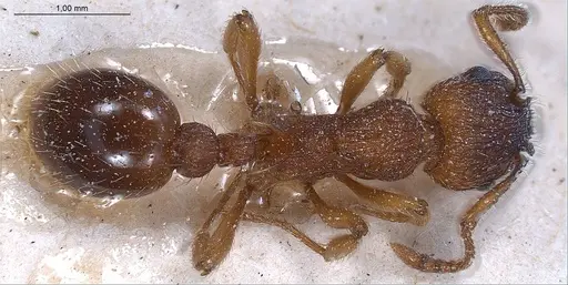 Myrmica specioides - ANTWEB1008463