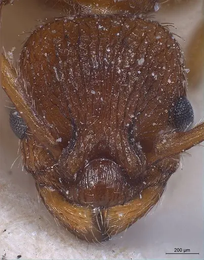 Myrmica specioides - ANTWEB1008463