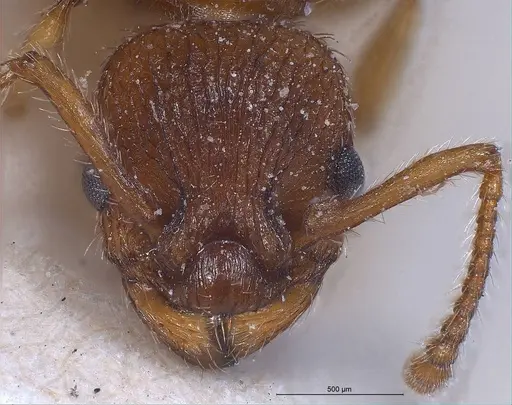 Myrmica specioides - ANTWEB1008463